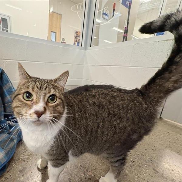 Grand Slamwich (AKA Fiona), Adoptable, Adult Female Domestic Short Hair.