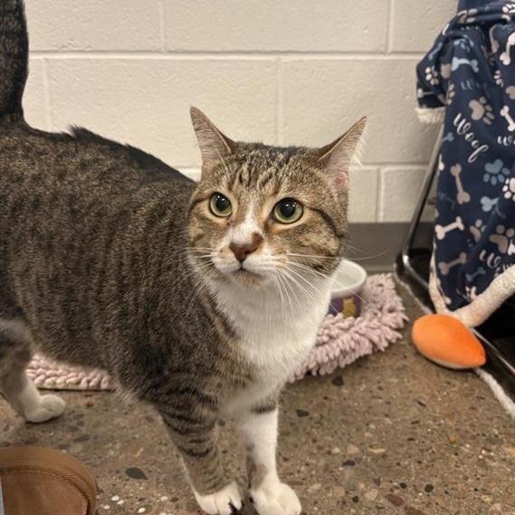 Enlarge Grand Slamwich (AKA Fiona), a Adoptable Domestic Short Hair in Phoenix, AZ image 2/4
