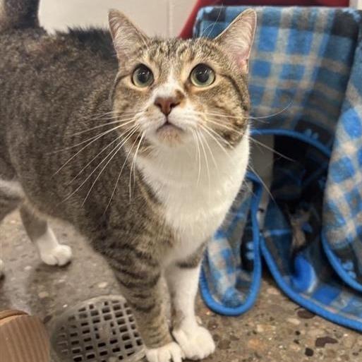 Enlarge Grand Slamwich (AKA Fiona), a Adoptable Domestic Short Hair in Phoenix, AZ image 3/4