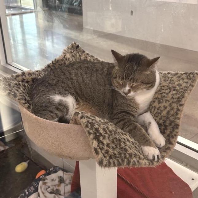 Enlarge Grand Slamwich (AKA Fiona), a Adoptable Domestic Short Hair in Phoenix, AZ image 4/4