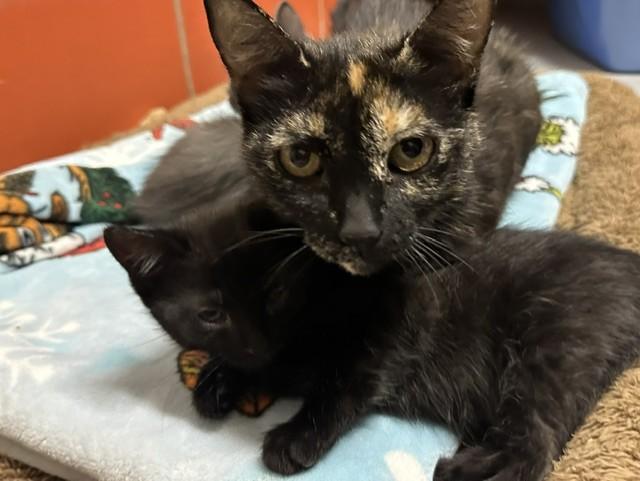 Queen A, ADOPTABLE, Adult Female Domestic Short Hair.