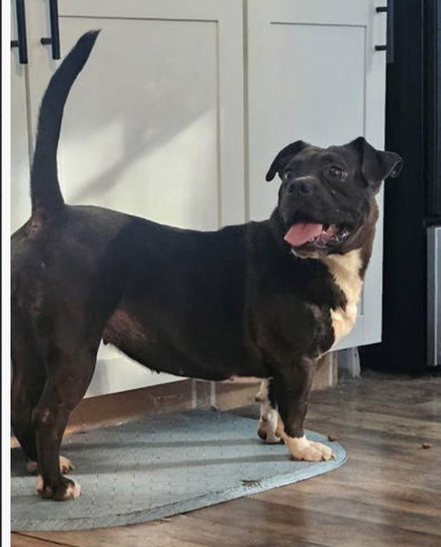 Enlarge Koda: “My Home to Yours”, a Adoptable Boston Terrier in Rustburg, VA image 1/3