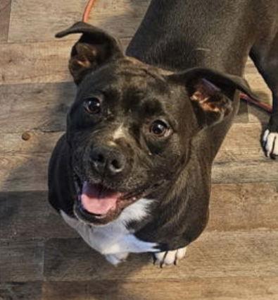 Enlarge Koda: “My Home to Yours”, a Adoptable Boston Terrier in Rustburg, VA image 2/3