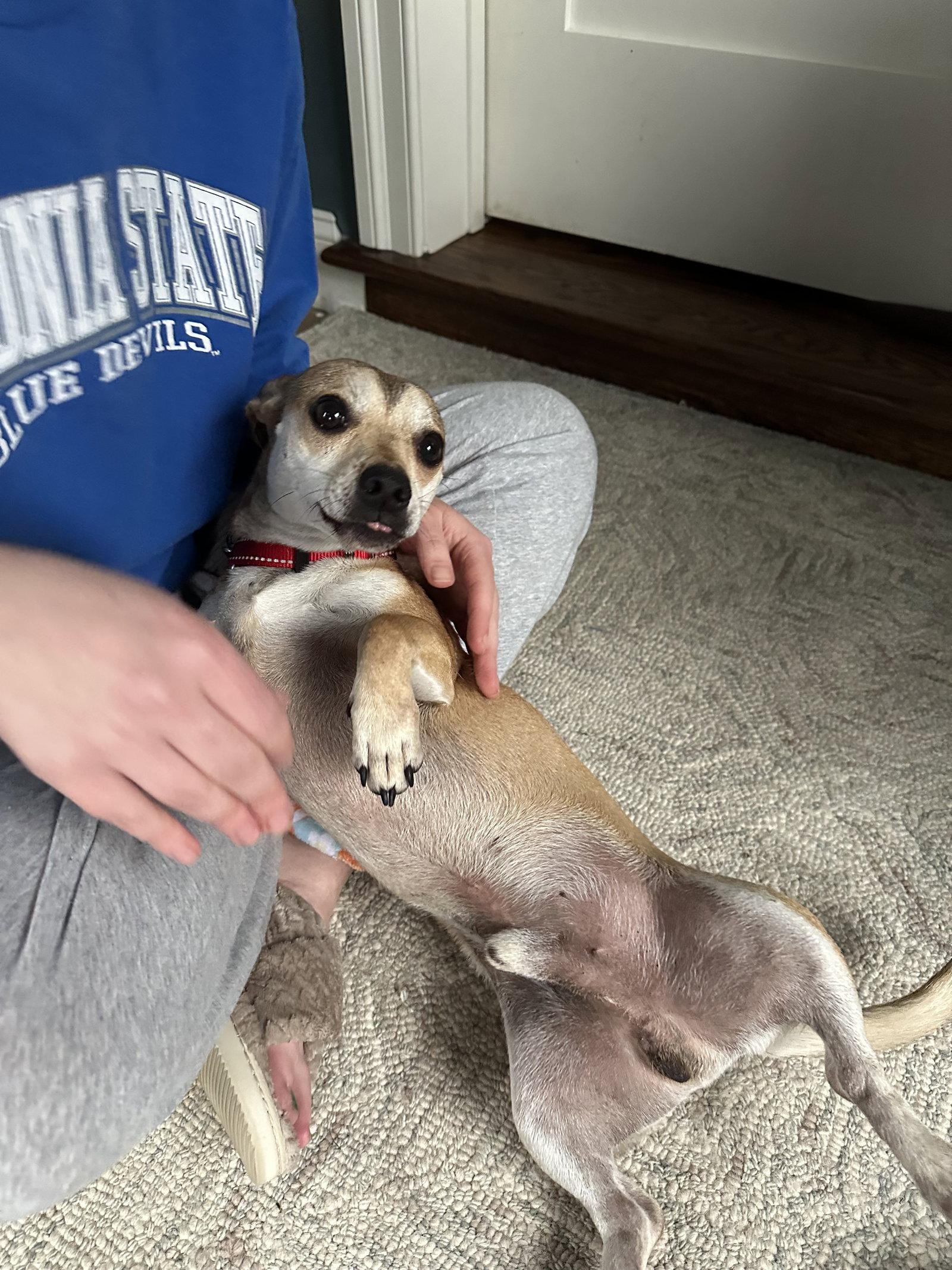 Cowboy, Adoptable, Adult Male Chihuahua.