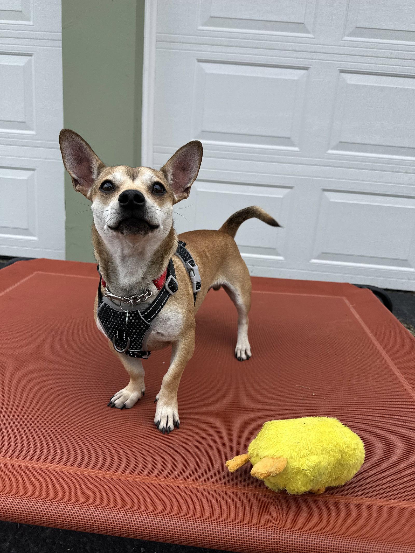 Cowboy, a Adoptable Chihuahua in Tonawanda, NY image 2/3