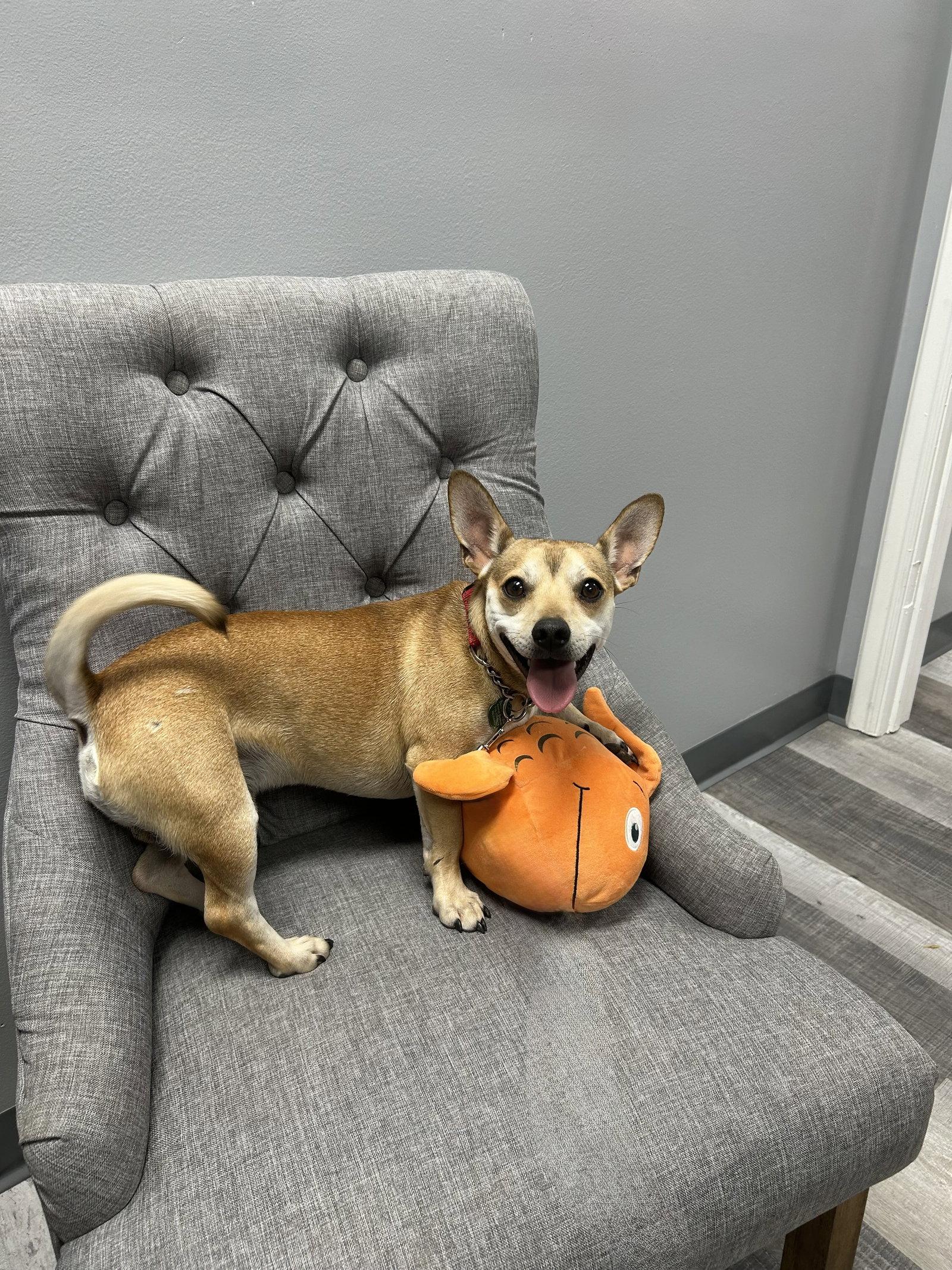 Cowboy, a Adoptable Chihuahua in Tonawanda, NY image 3/3