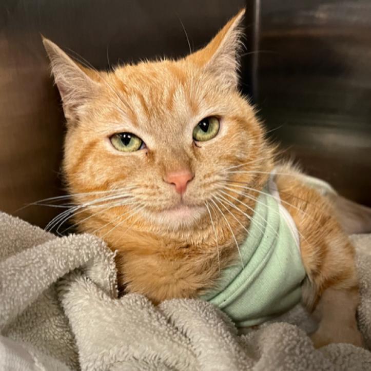 Eileen (aka Ilean), Adoptable, Adult Female Domestic Short Hair.