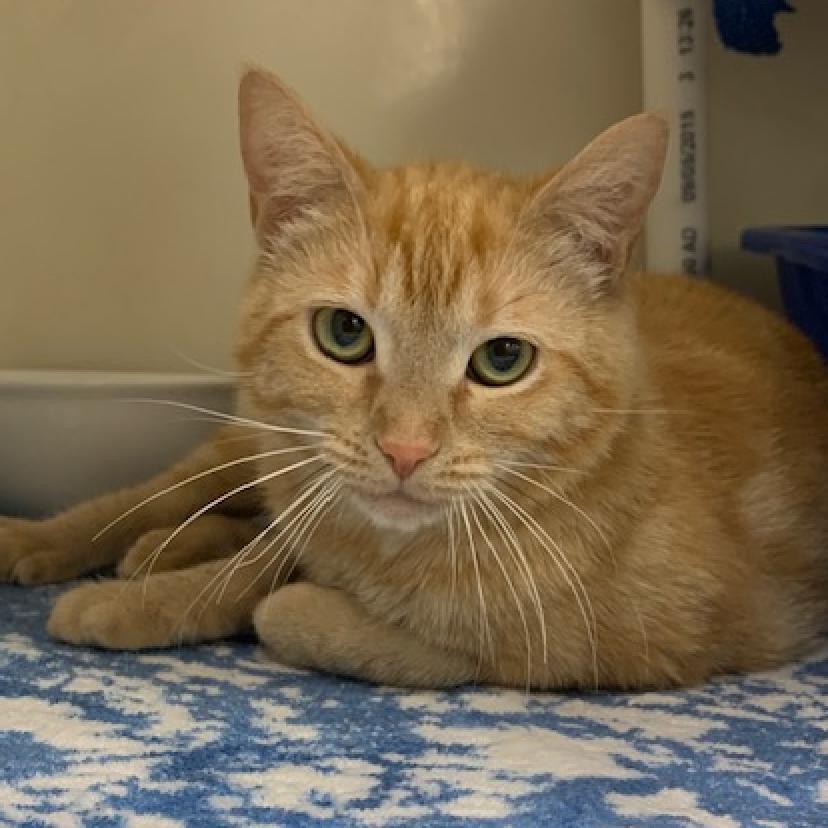 Enlarge Eileen (aka Ilean), a Adoptable Domestic Short Hair in Cumming, GA image 2/6
