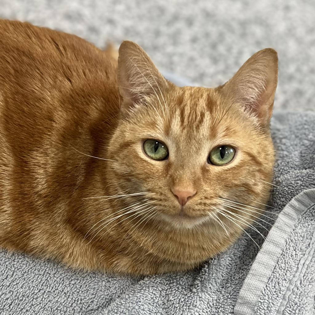 Enlarge Eileen (aka Ilean), a Adoptable Domestic Short Hair in Cumming, GA image 3/6
