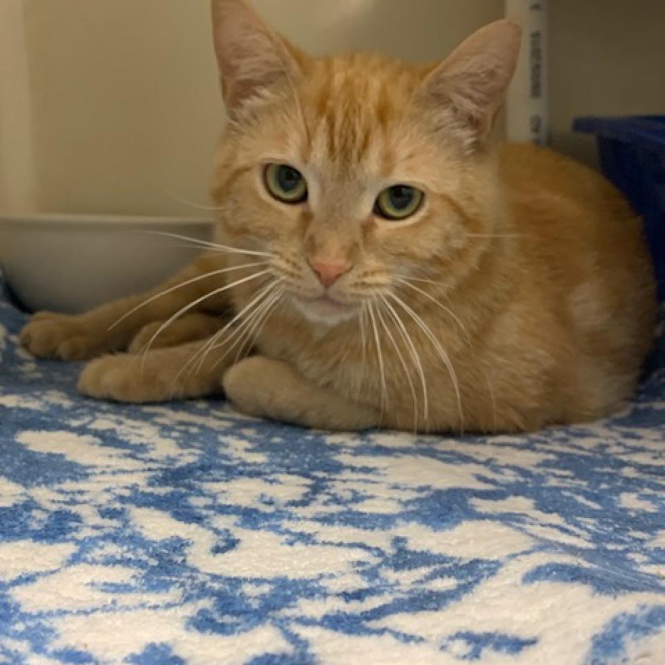 Enlarge Eileen (aka Ilean), a Adoptable Domestic Short Hair in Cumming, GA image 4/6