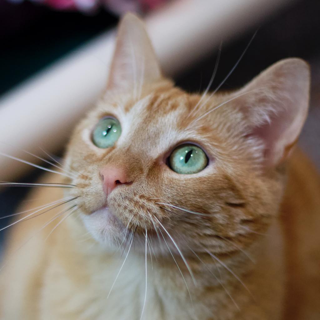 Enlarge Eileen (aka Ilean), a Adoptable Domestic Short Hair in Cumming, GA image 5/6