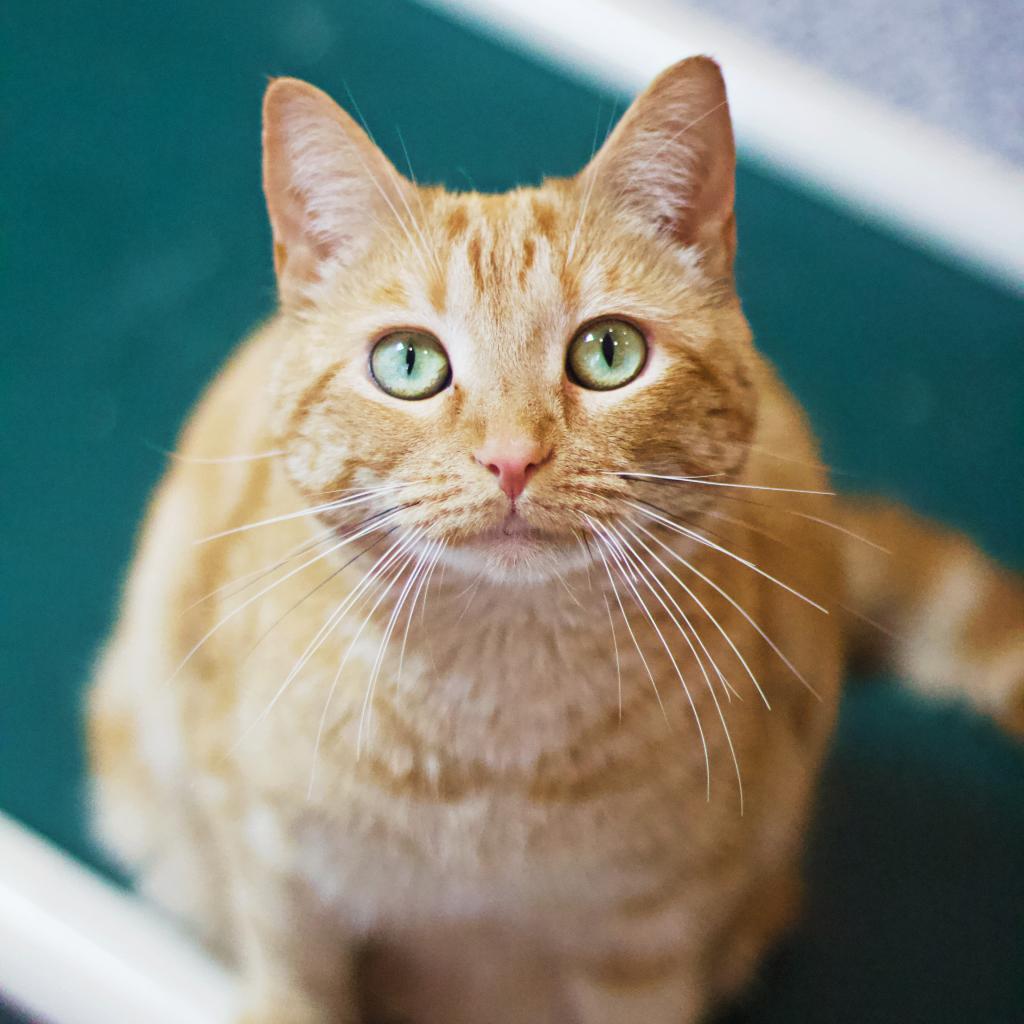 Enlarge Eileen (aka Ilean), a Adoptable Domestic Short Hair in Cumming, GA image 6/6