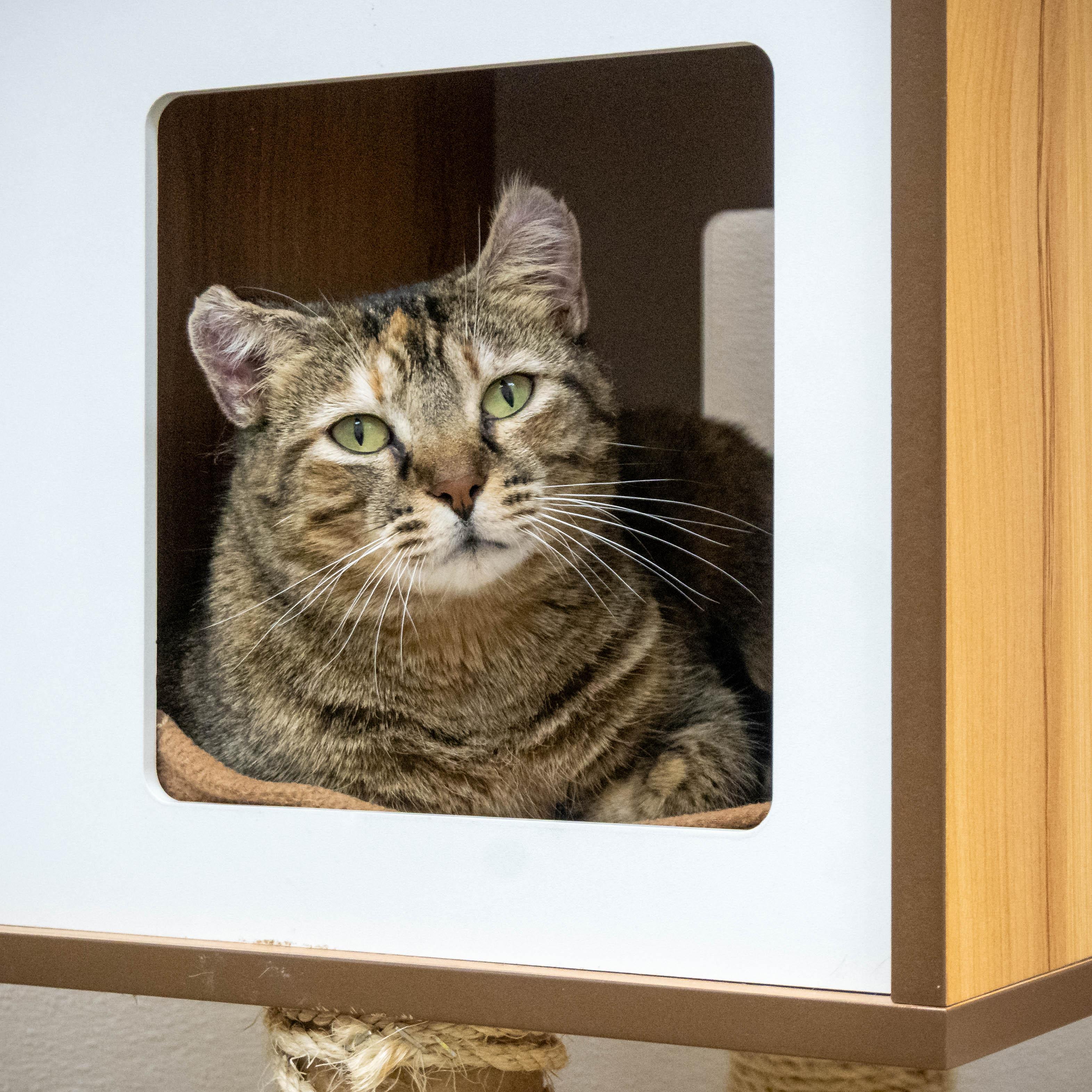 Enlarge Esther, an adopted Torbie in Tulsa, OK image 1/1