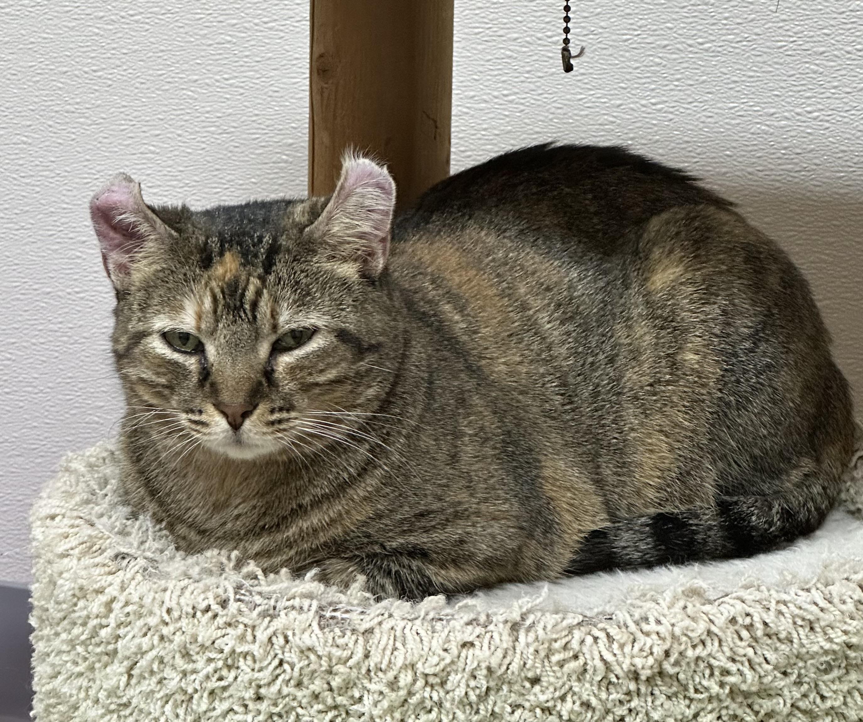 Enlarge Esther, a ADOPTABLE Torbie in Tulsa, OK image 1/1