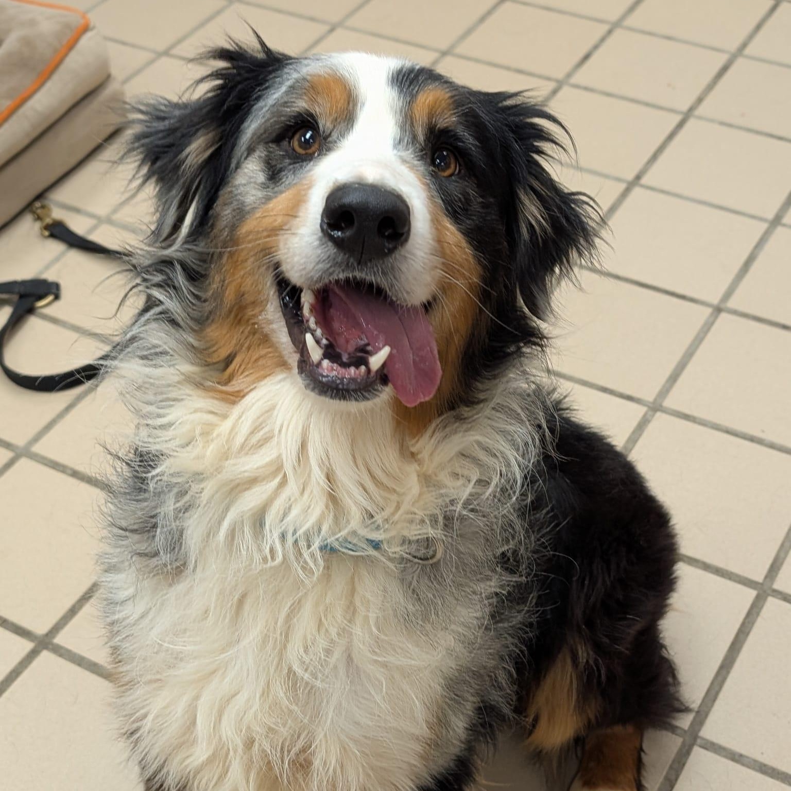 Enlarge Victor, an adoptable Australian Shepherd in Renfrew, PA image 5/5