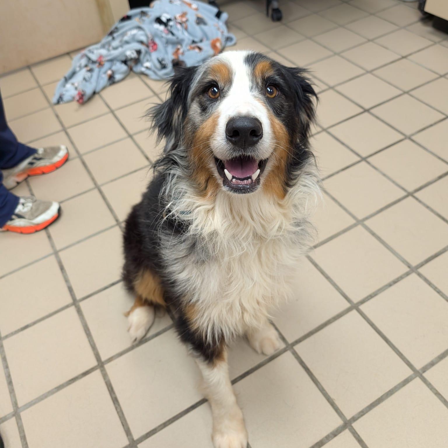 Enlarge Victor, an adoptable Australian Shepherd in Renfrew, PA image 3/5