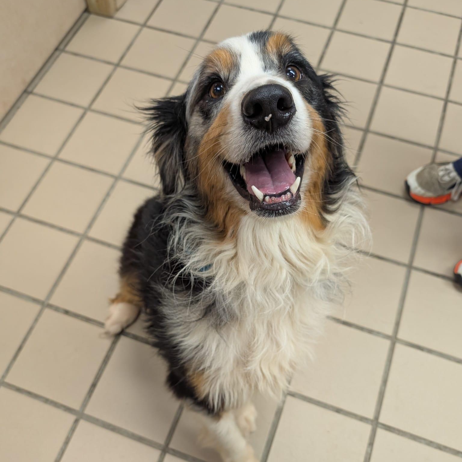 Enlarge Victor, an adoptable Australian Shepherd in Renfrew, PA image 2/5