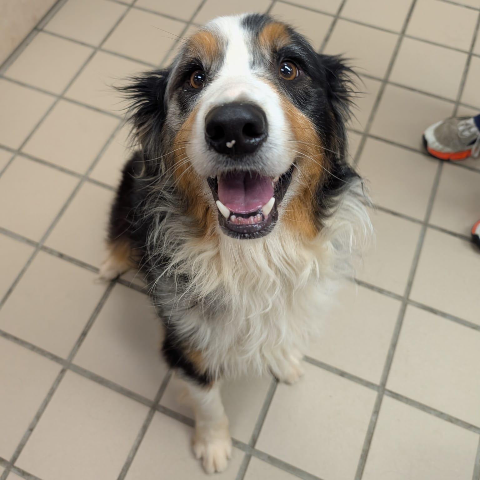 Enlarge Victor, an adoptable Australian Shepherd in Renfrew, PA image 4/5