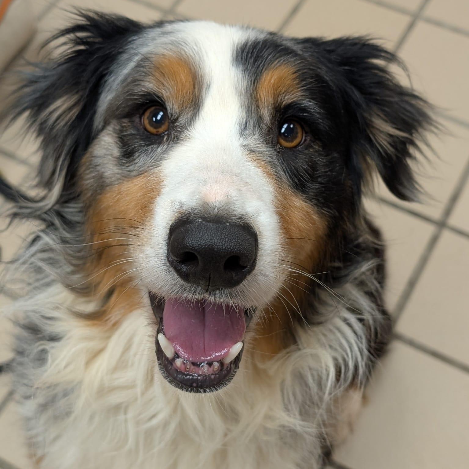 Enlarge Victor, an adoptable Australian Shepherd in Renfrew, PA image 1/5