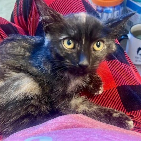 Coriander thumbnail 2