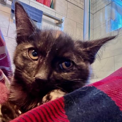 Coriander thumbnail 3