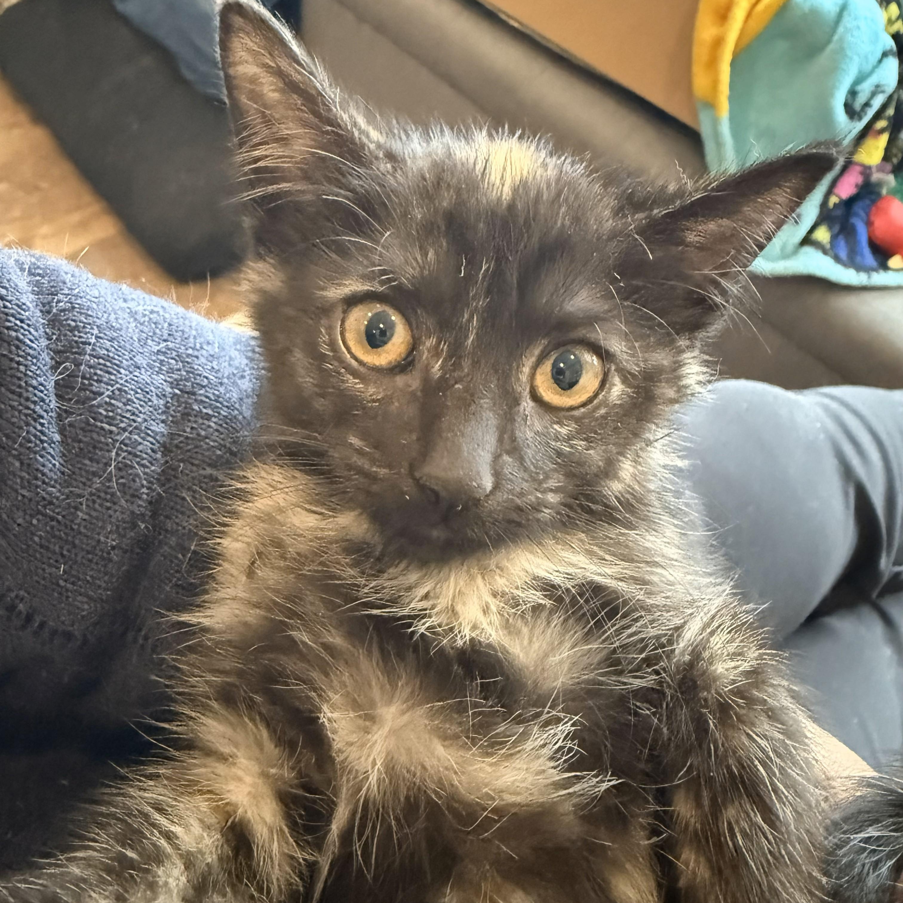 Coriander thumbnail 4