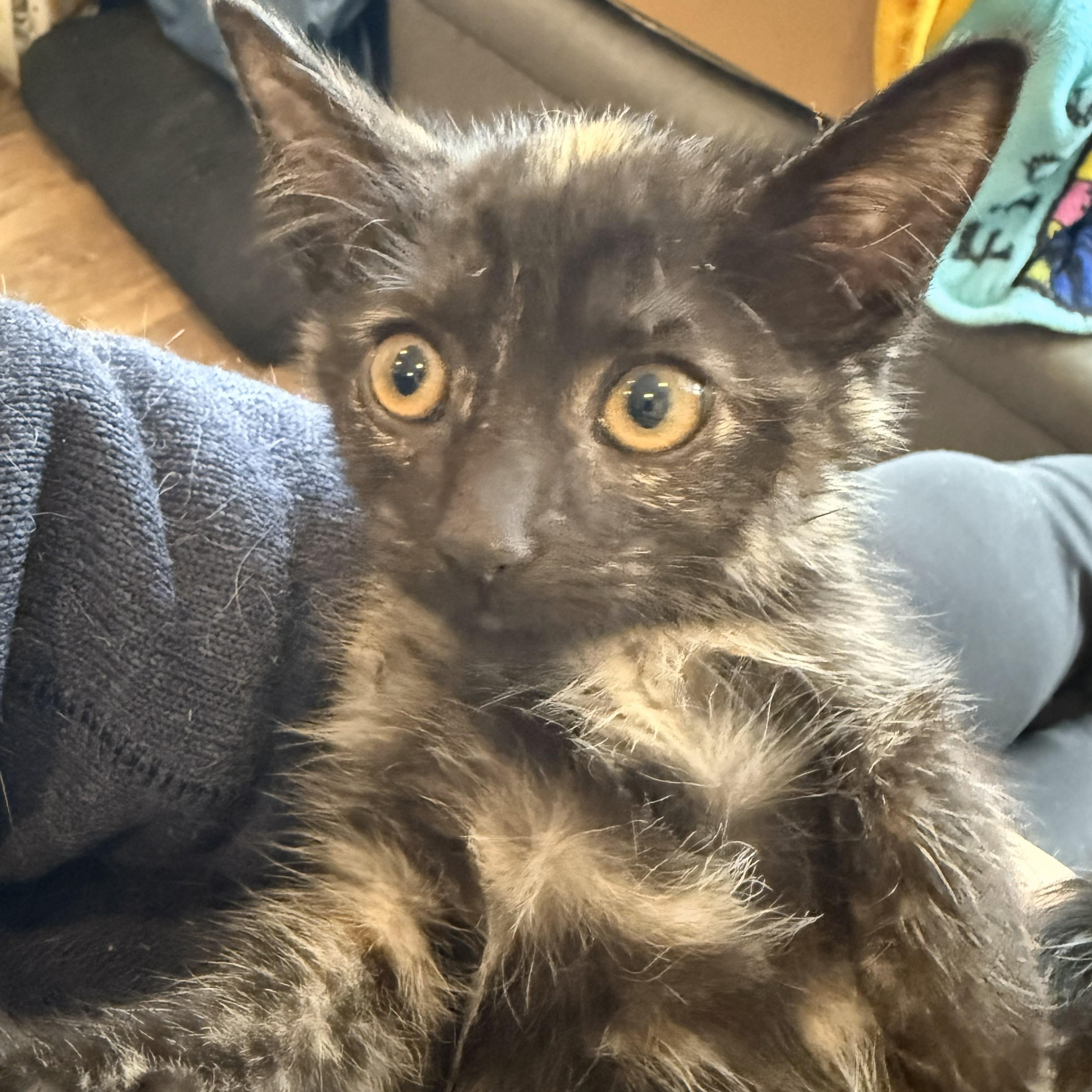 Coriander thumbnail 5