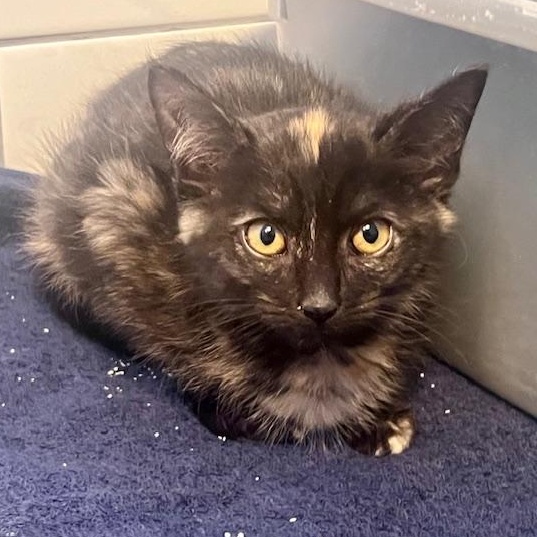 Coriander thumbnail 6