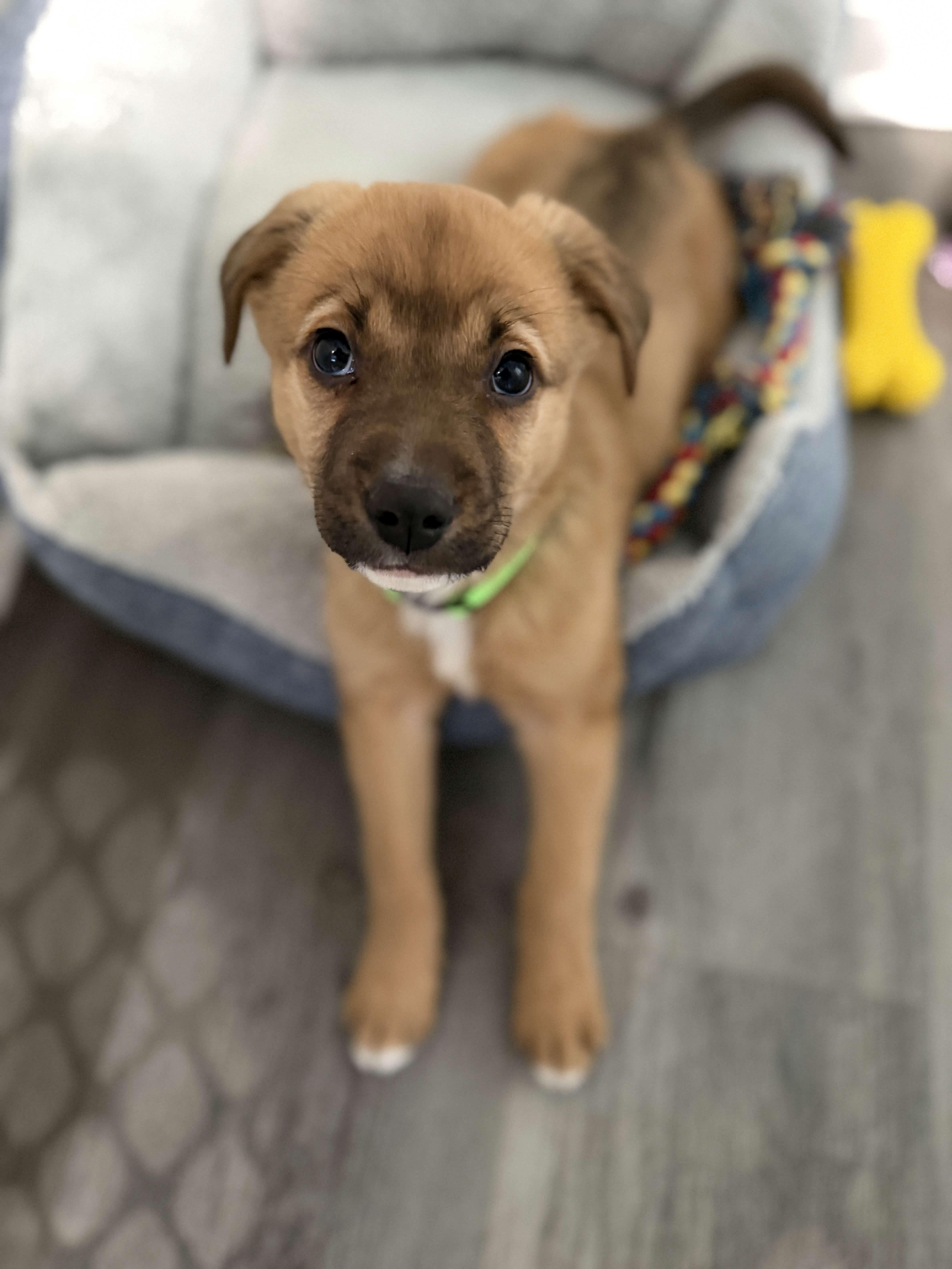 Enlarge Magnolia , an adoptable Mixed Breed in Homewood, IL image 2/2