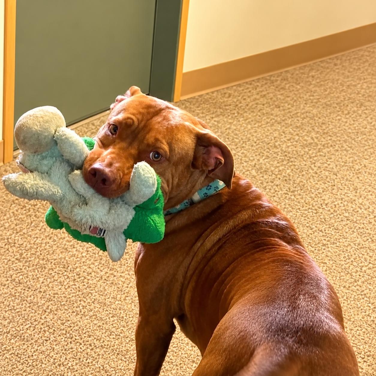Skylar, ADOPTABLE, Young Female Pit Bull Terrier.