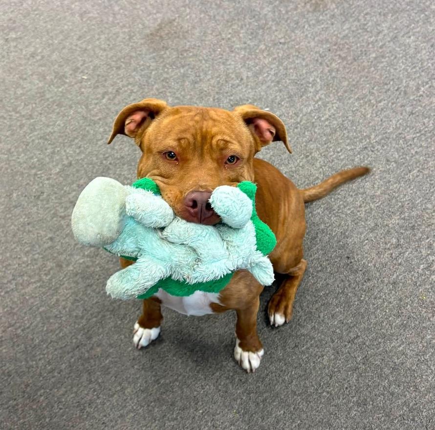 Skylar, a ADOPTABLE Pit Bull Terrier in Long Beach, WA image 4/4
