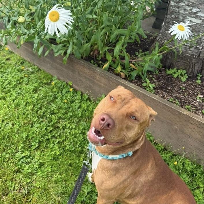 Skylar, a ADOPTABLE Pit Bull Terrier in Long Beach, WA image 3/4