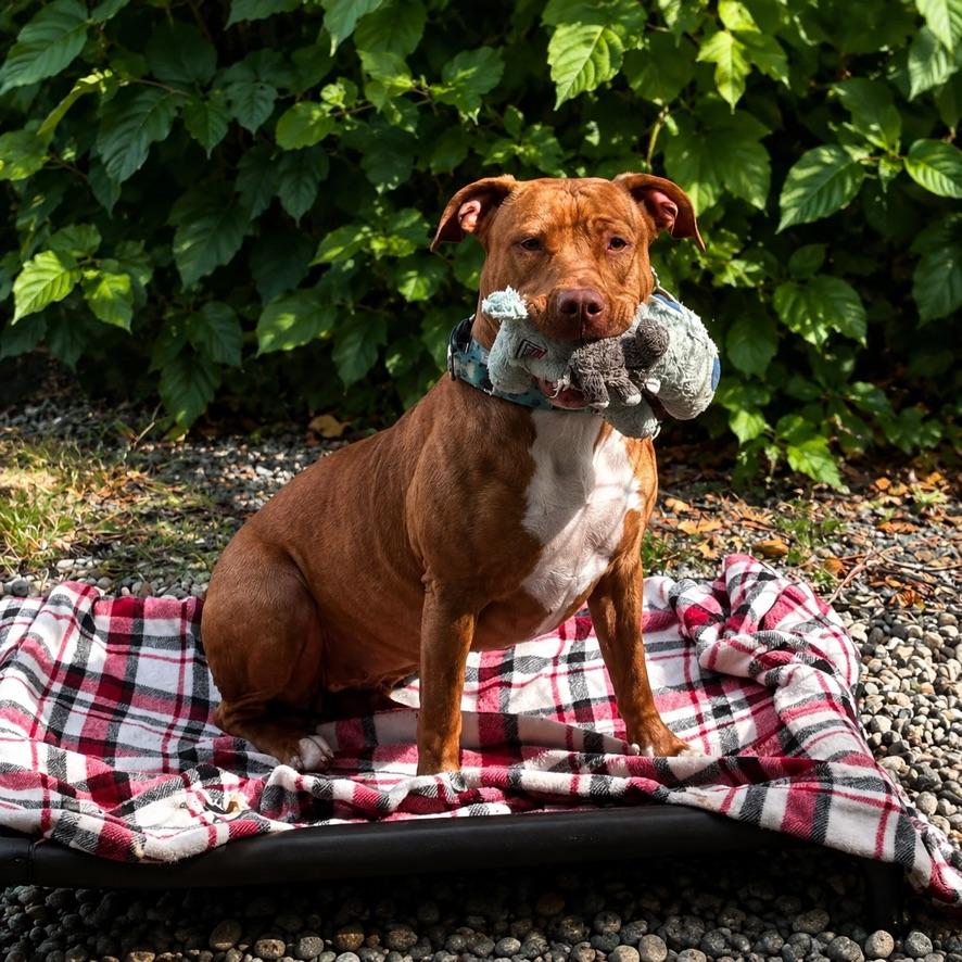 Skylar, a ADOPTABLE Pit Bull Terrier in Long Beach, WA image 2/4