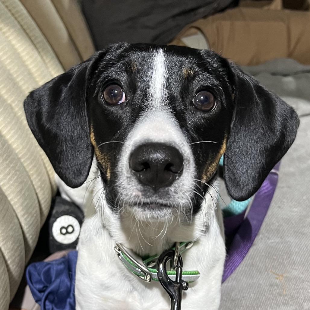 Luna, a Adoptable Mixed Breed in Aberdeen, NC image 1/4