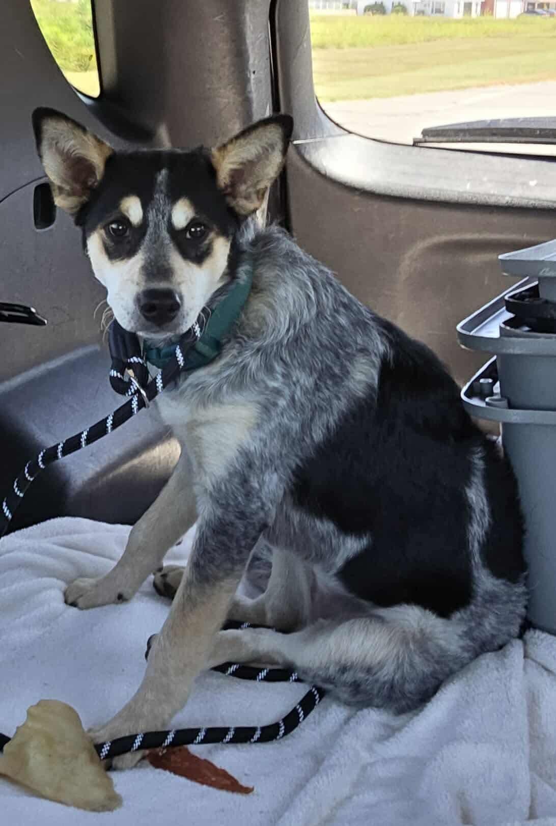 Presley