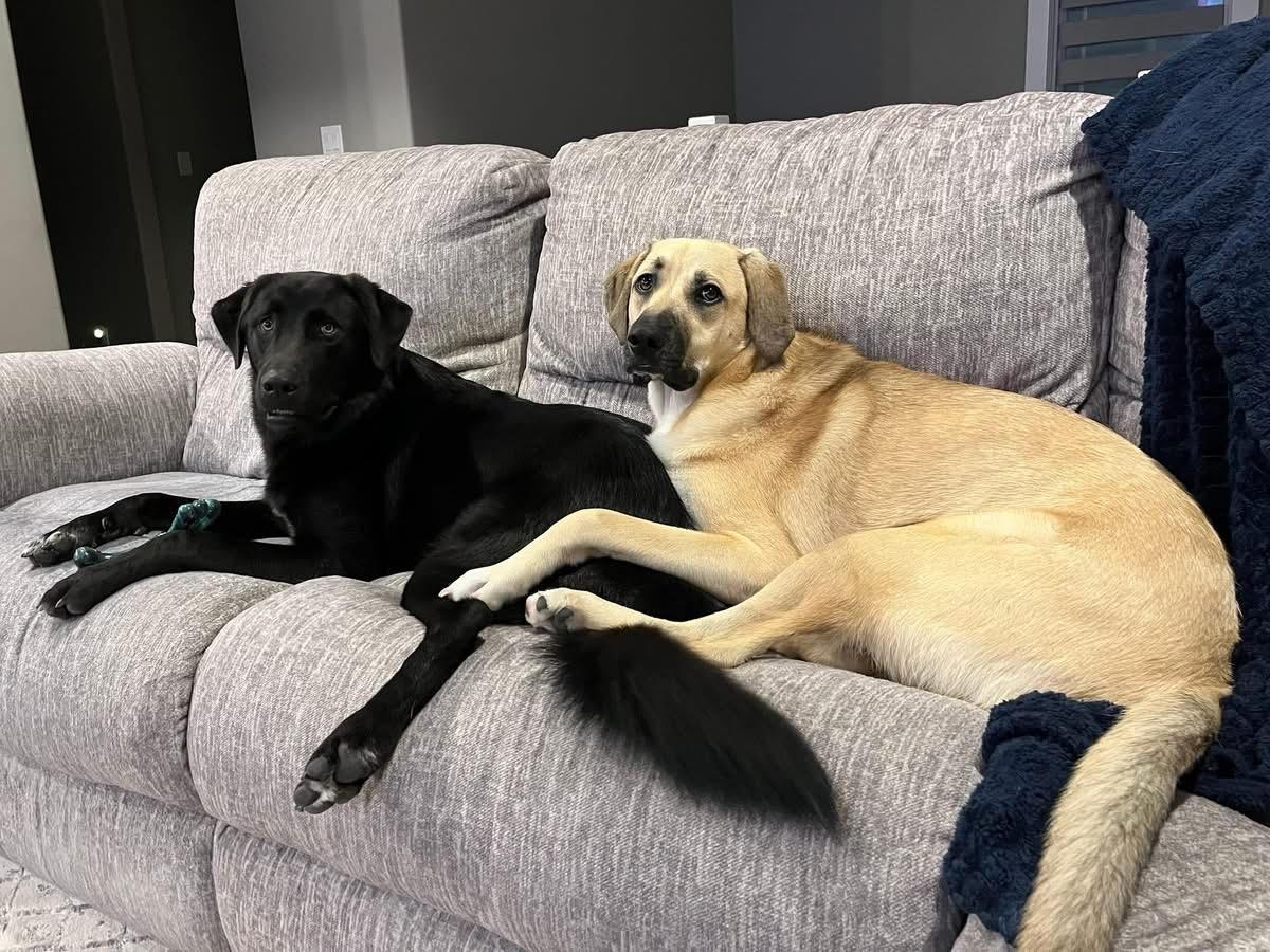 Enlarge JACK, a ADOPTABLE mixed breed in Lincoln, NE image 5/6