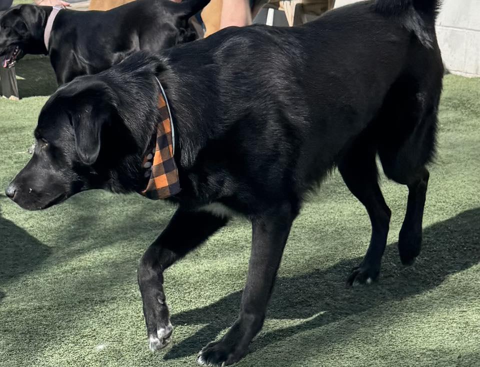 Enlarge JACK, a ADOPTABLE mixed breed in Lincoln, NE image 4/6