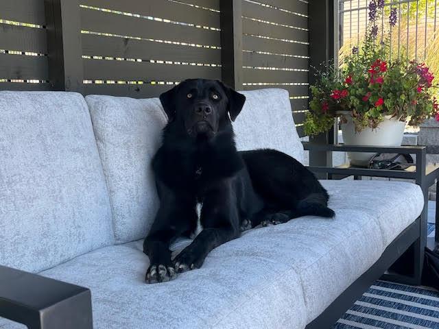 Enlarge JACK, a ADOPTABLE mixed breed in Lincoln, NE image 6/6