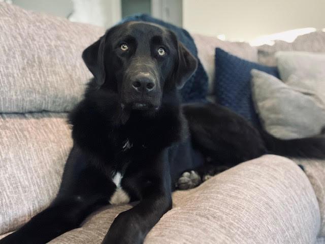 JACK, ADOPTABLE, Young Male Black Labrador Retriever & Great Pyrenees.