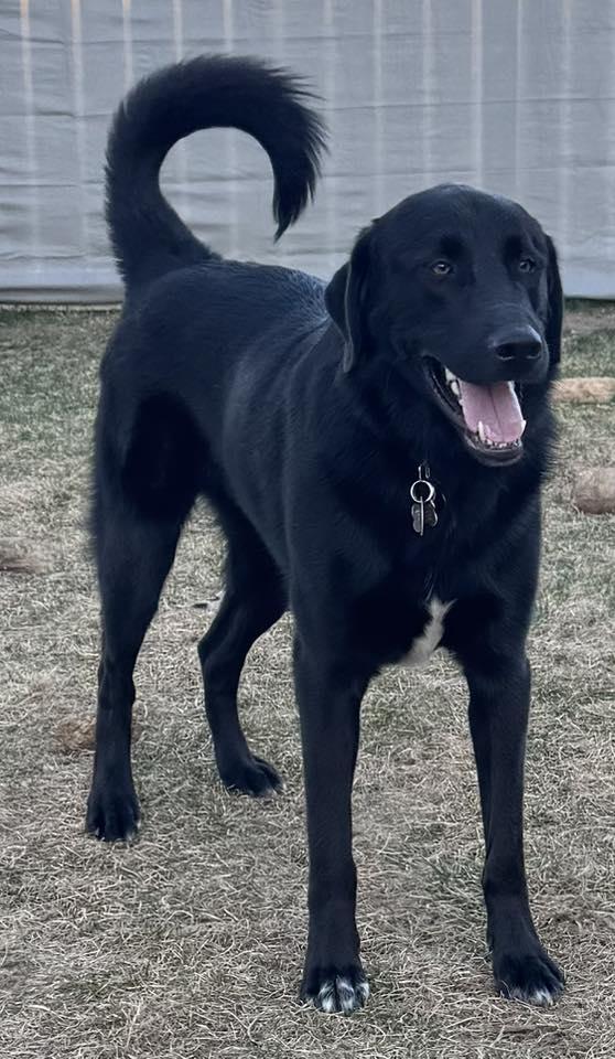 Enlarge JACK, a ADOPTABLE mixed breed in Lincoln, NE image 2/6