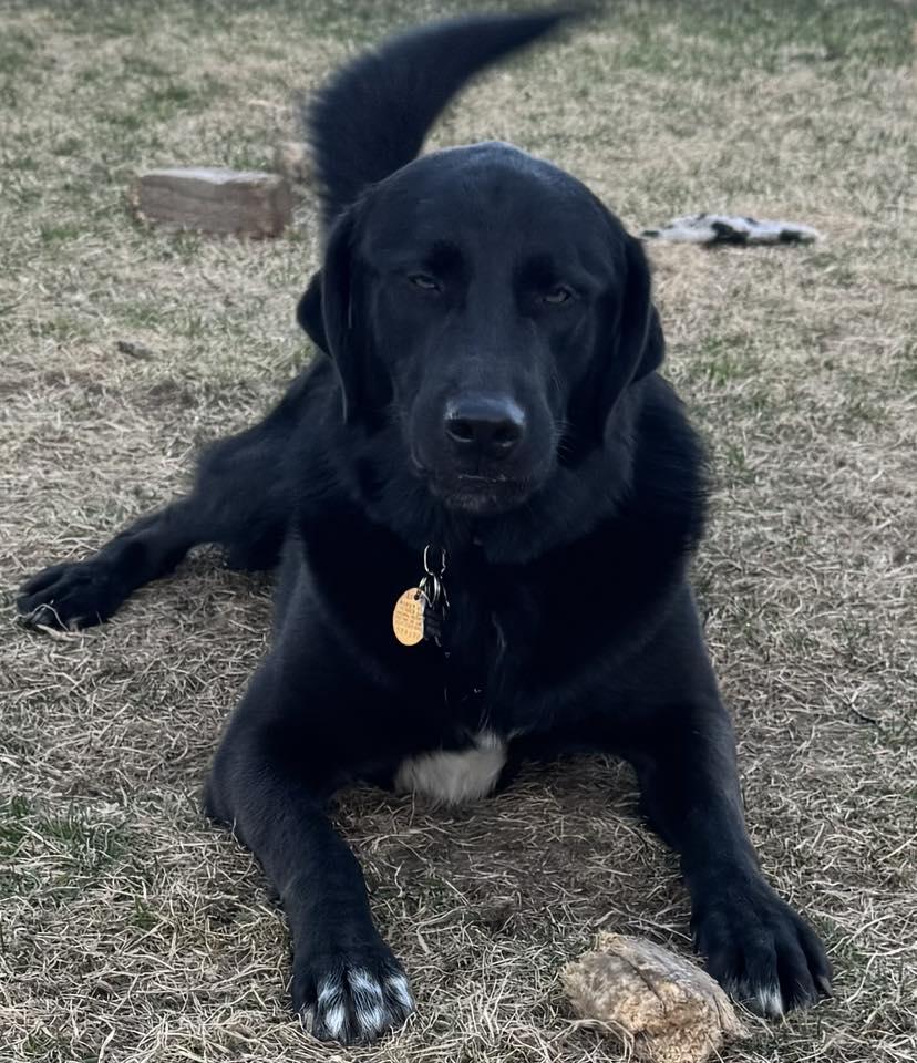 Enlarge JACK, a ADOPTABLE mixed breed in Lincoln, NE image 3/6