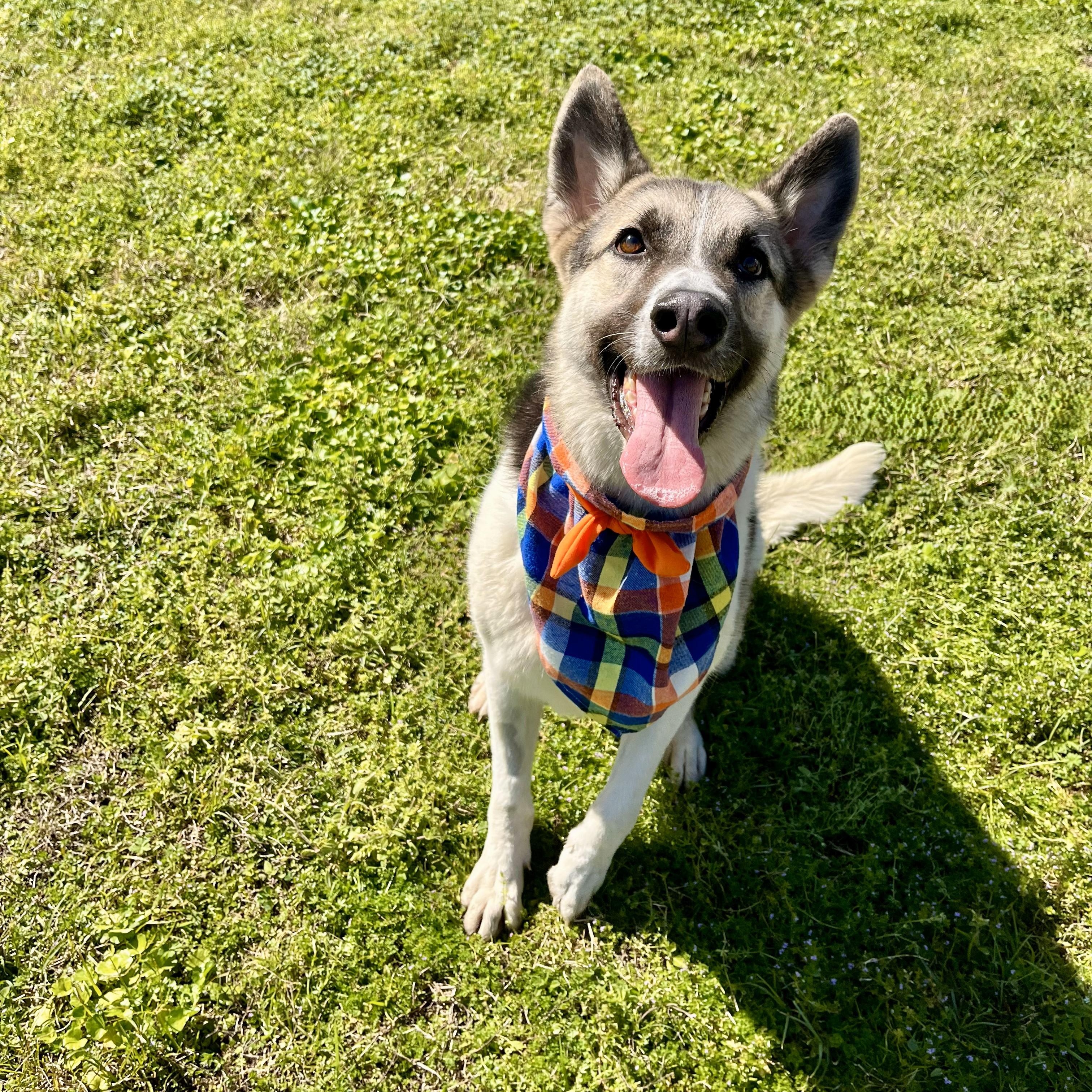 Guiness, an adoptable Husky, Shepherd in Boise, ID, 83704 | Photo Image 1