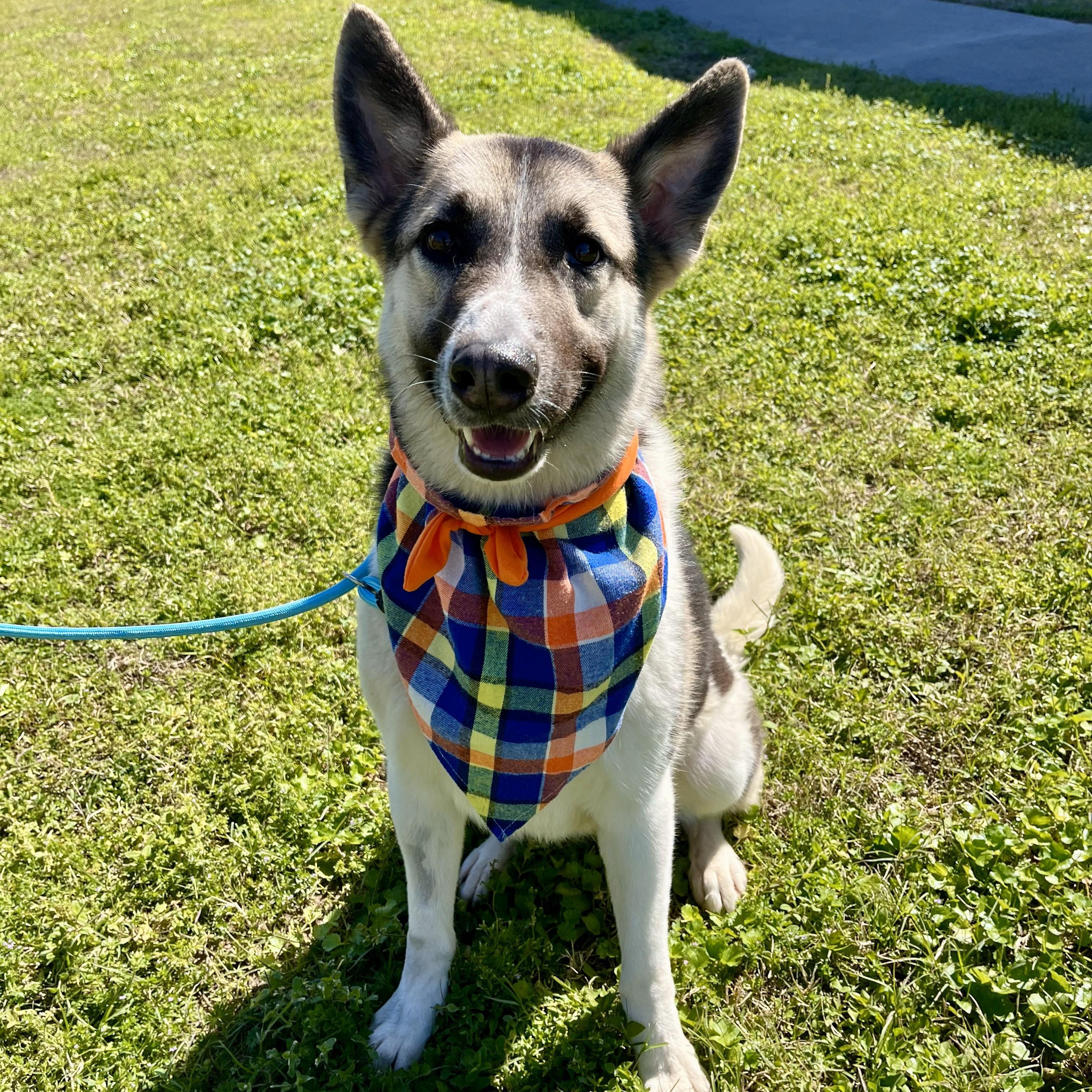 Guiness, an adoptable Husky, Shepherd in Boise, ID, 83704 | Photo Image 4