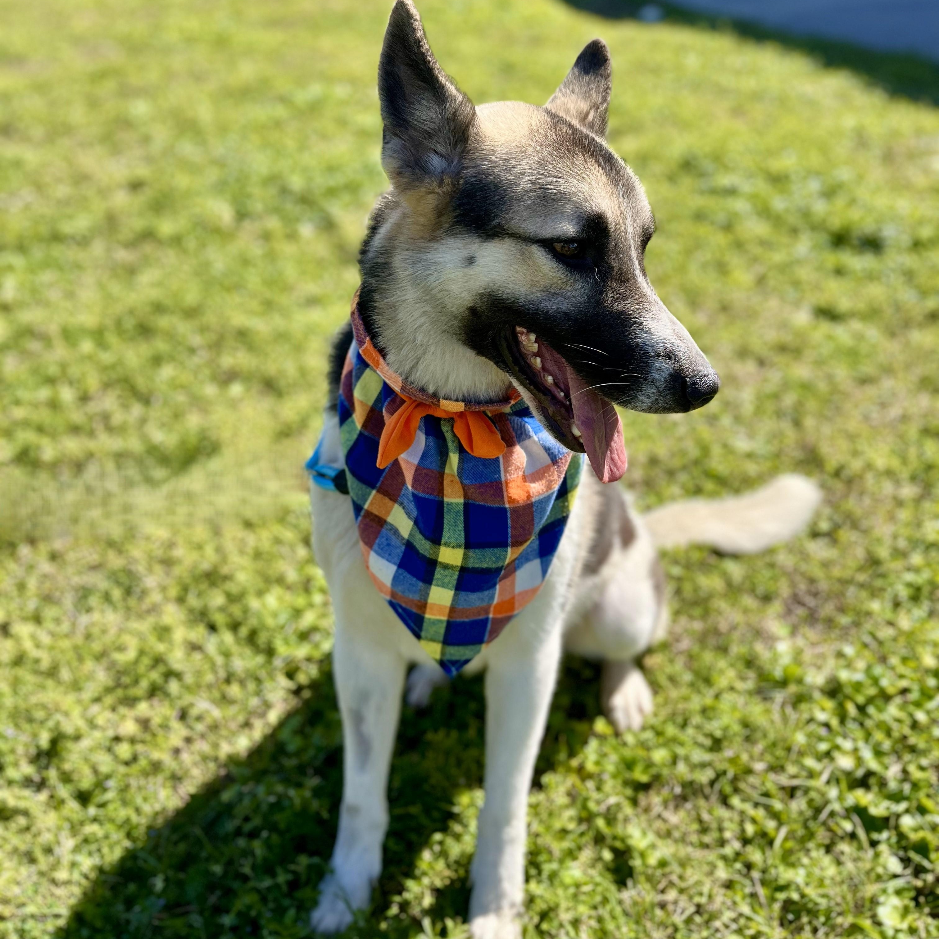 Guiness, an adoptable Husky, Shepherd in Boise, ID, 83704 | Photo Image 6
