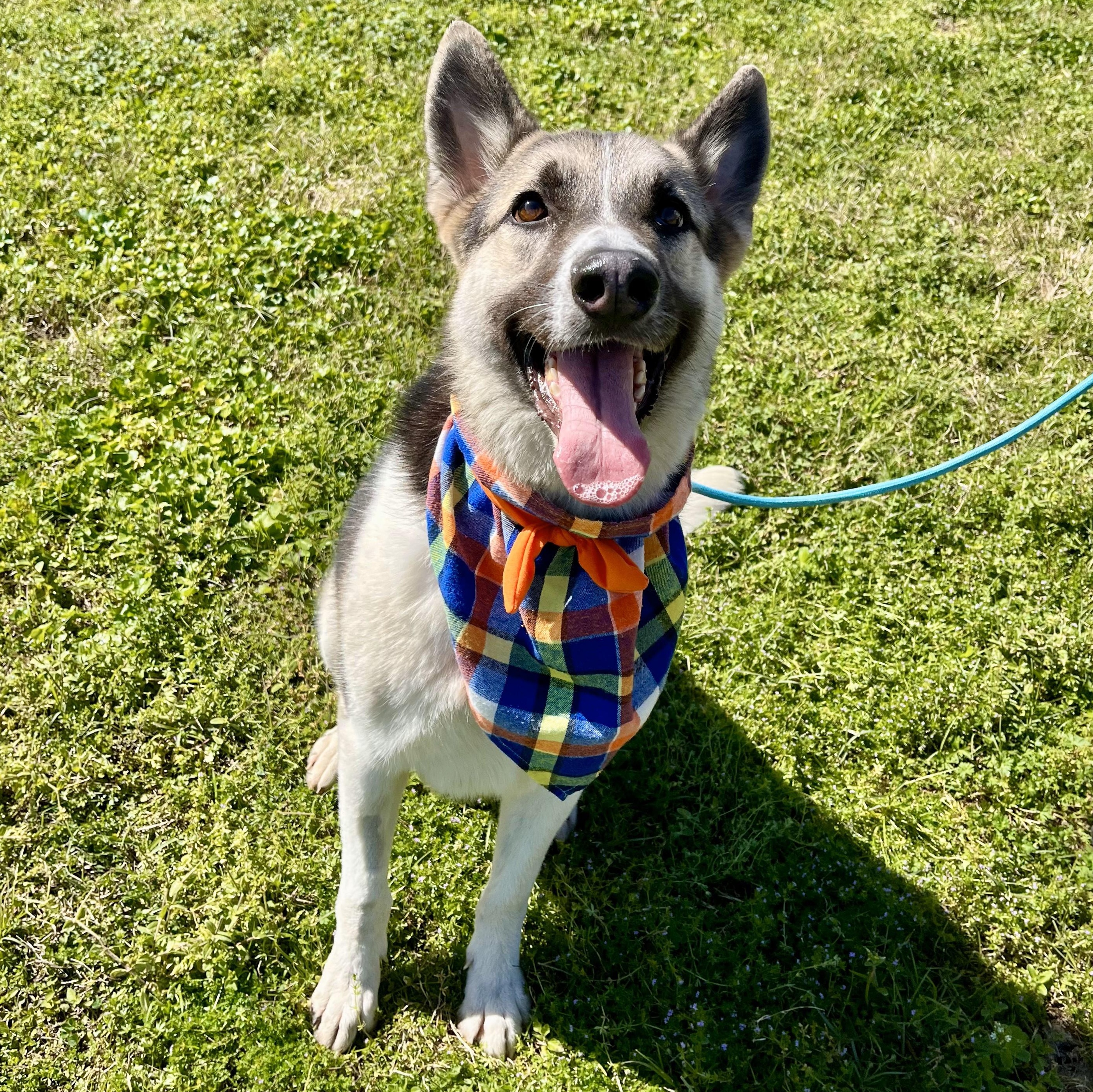 Guiness, an adoptable Husky, Shepherd in Boise, ID, 83704 | Photo Image 5