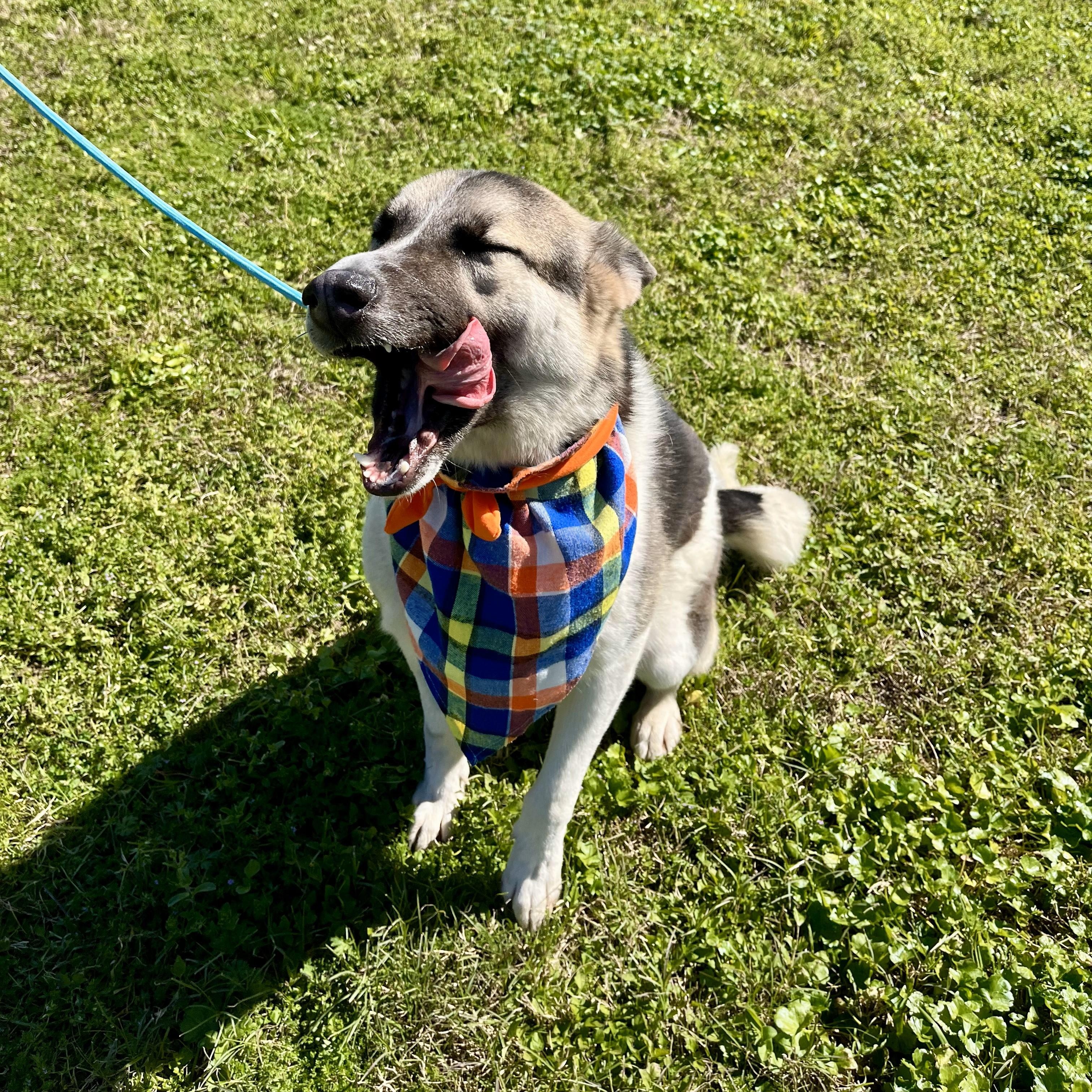 Guiness, an adoptable Husky, Shepherd in Boise, ID, 83704 | Photo Image 3