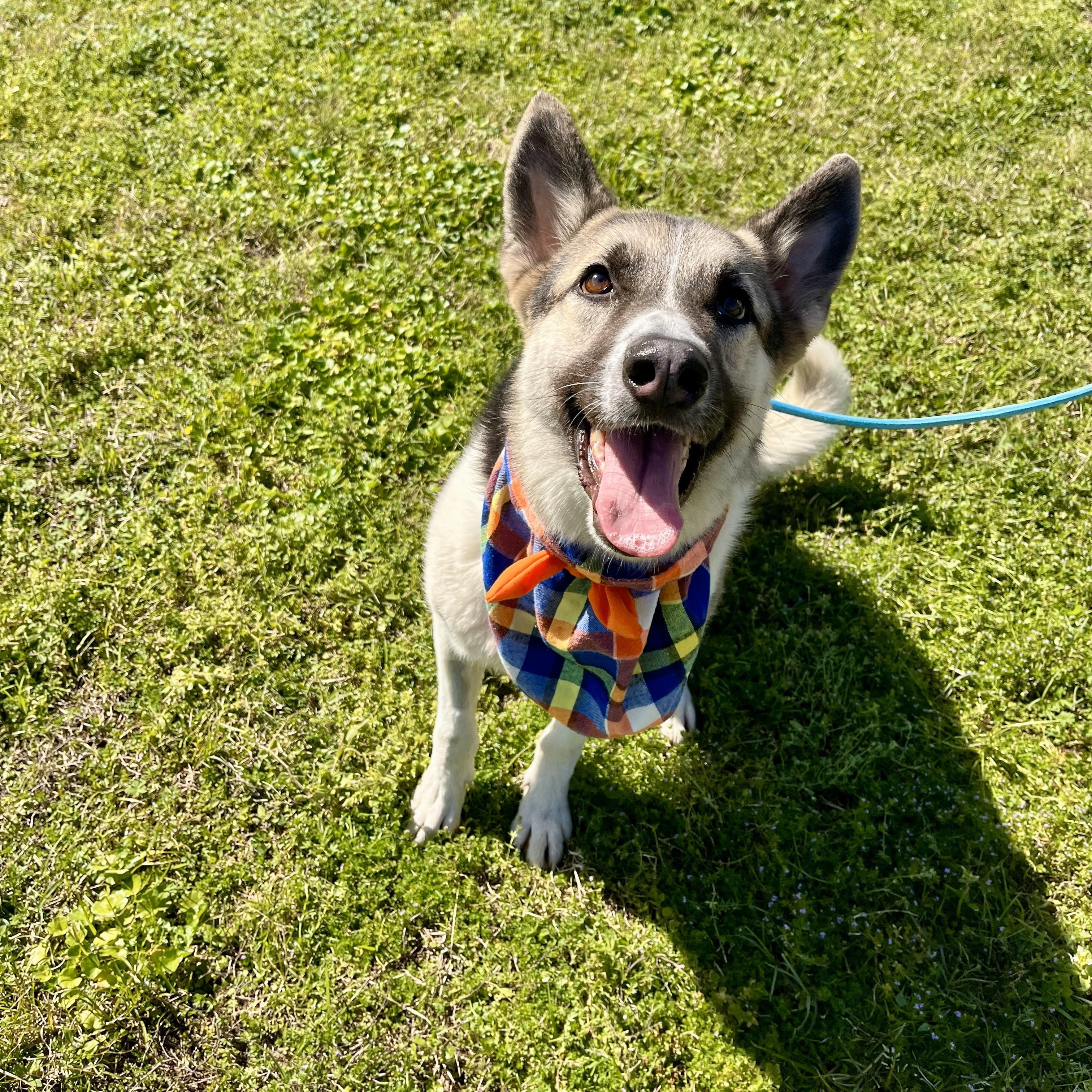 Guiness, an adoptable Husky, Shepherd in Boise, ID, 83704 | Photo Image 2