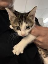 Kernel, ADOPTABLE, Young Female Domestic Short Hair.