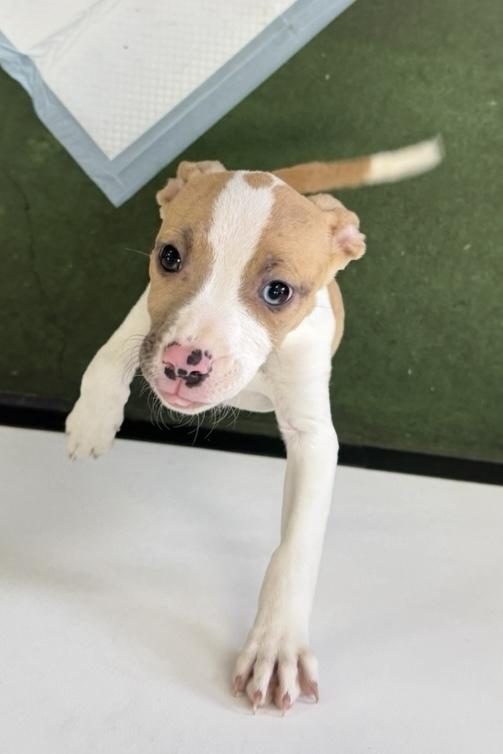 Enlarge Zahra, a Adoptable mixed breed in Cheektowaga, NY image 1/6