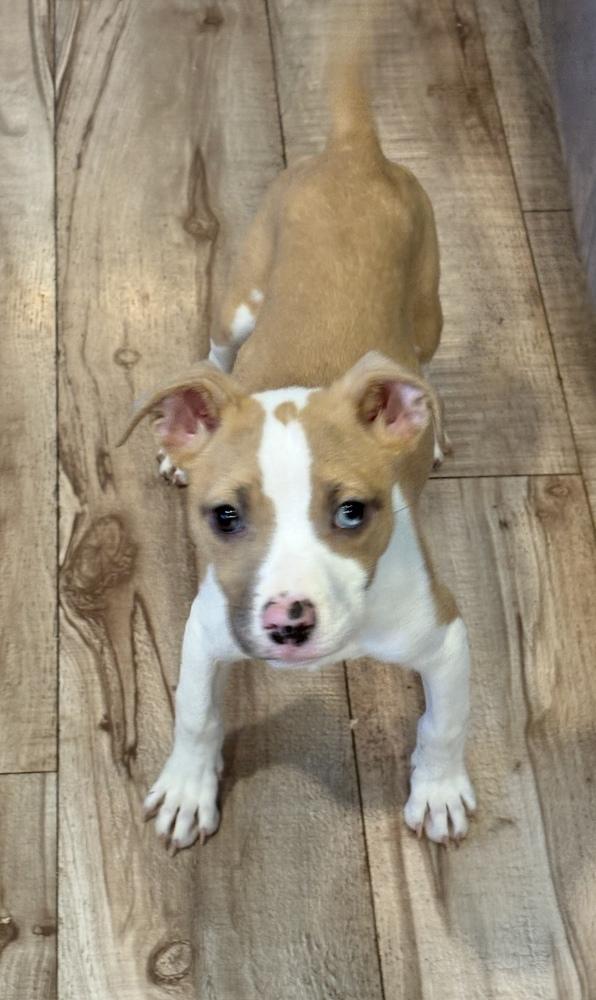 Enlarge Zahra, a Adoptable mixed breed in Cheektowaga, NY image 2/6